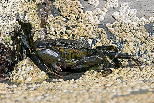 Crabii verzi mutanți sunt medii și invadează apele Maine