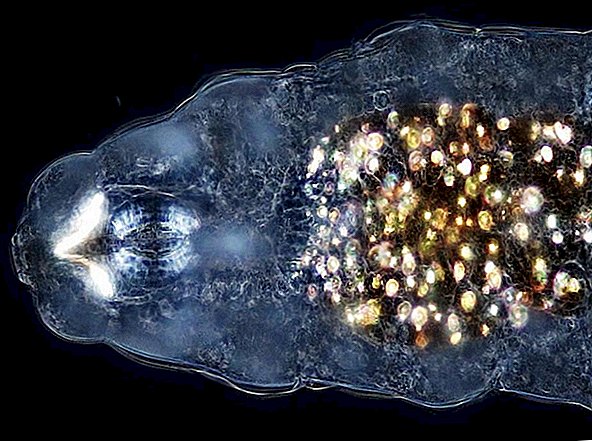 Geheimnisvolle, leuchtende Tardigrade hat möglicherweise einen Teil ihres eigenen Mundes verschluckt