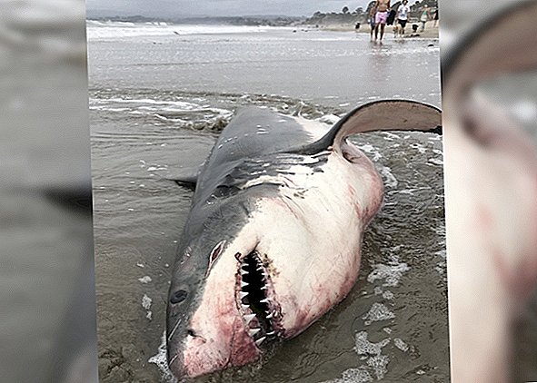 Mystisk Great White Shark Death Solved, fisker overbevist