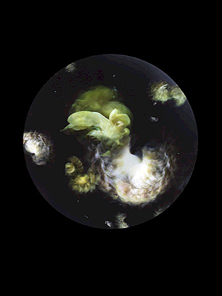 Die mysteriöse Kunstausstellung „Plastic Plankton“ zeigt das Ausmaß der Meeresverschmutzung