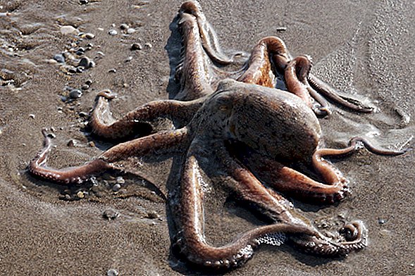 Mystiska Walking Octopuses visas på Welsh Beach
