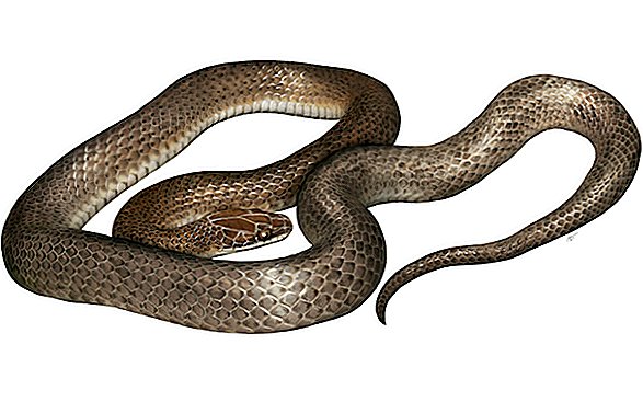 'Mystery Dinner Snake' encontrada en el vientre de otra serpiente finalmente identificada