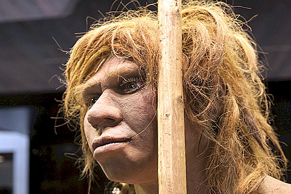 Les Néandertaliens pourraient avoir été menacés d'extinction par une minuscule baisse des taux de fertilité
