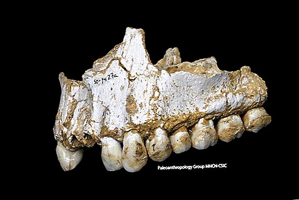 Neandertálci Munched na 'Aspirin' a Woolly Rhinos