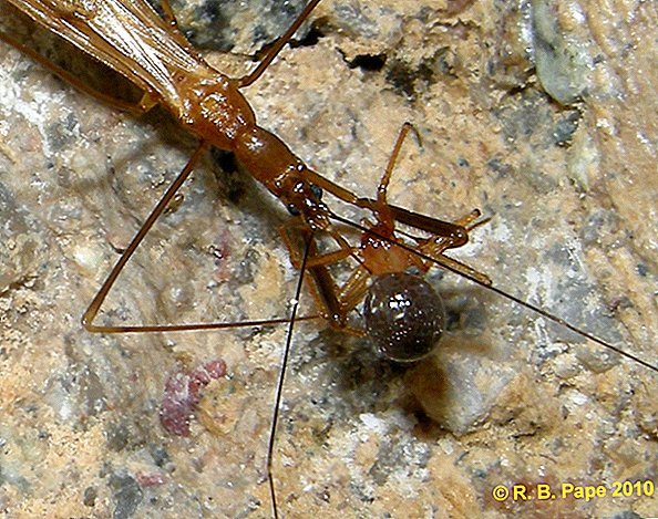 Descobertas novas espécies de 'Assassin Bug' na caverna do Arizona