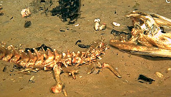 В странном исследовании «Аллигатор-Труп» обнаружена новая форма жизни, поедающая кости