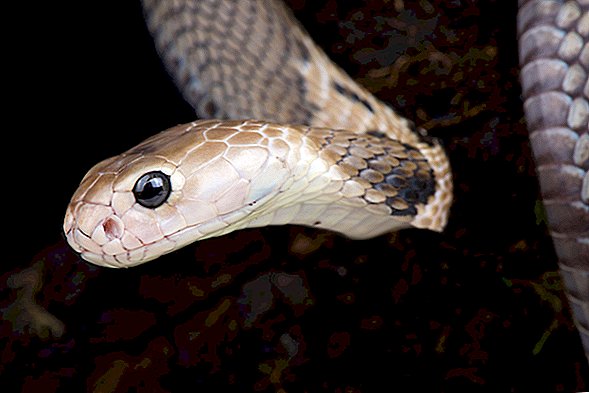 Un estudio halla que el nuevo coronavirus podría haber "saltado" a los humanos de las serpientes