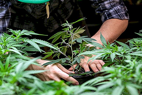 Nuevo récord: casi la mitad de los estadounidenses han probado la marihuana, dice una encuesta de Gallup