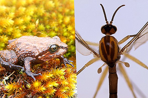 Nye arter! Tiny Frog og Fungus Gnat Hent berømthedsnavne