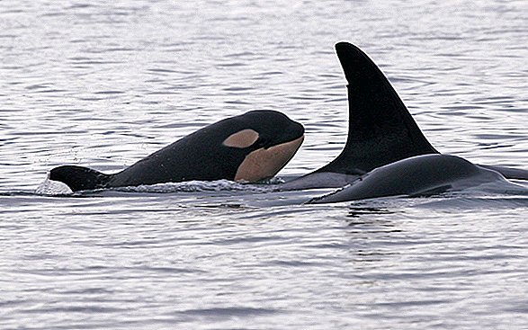Orca recém-nascida manchada fora da costa de Seattle. O bebê sobreviverá ao seu primeiro ano?
