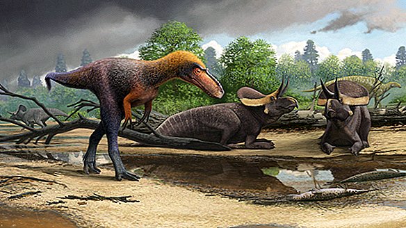 Το νέο μίνι T. Rex ήταν ένα μικροσκοπικό τρόμο σε ύψος μόλις 3 πόδια