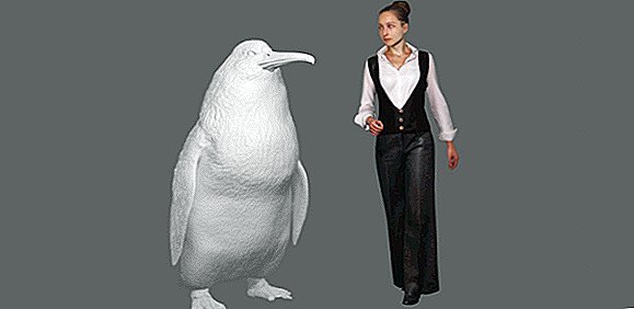Le pingouin «monstre» nouvellement découvert était aussi grand qu'un humain adulte