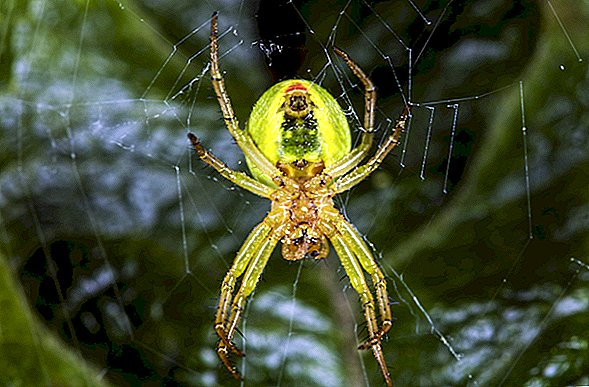 'Matematikte Lady Gaga' adını taşıyan yeni keşfedilen neon yeşili örümcek