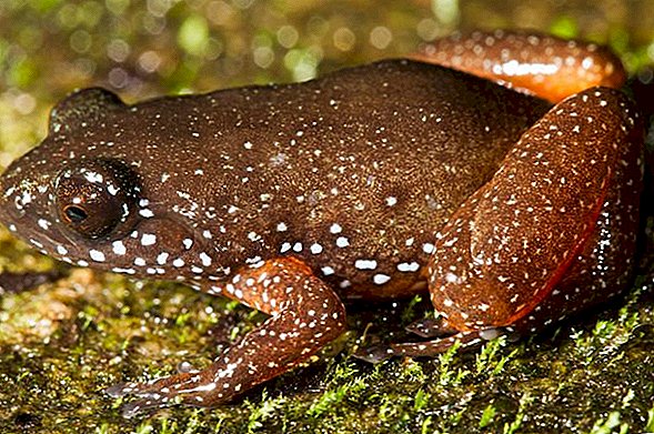 تم اكتشاف "Starry Dwarf Frog" المكتشفة حديثًا وهي ترتدي مجرة ​​على ظهرها ، وتختبئ في الأوراق الميتة