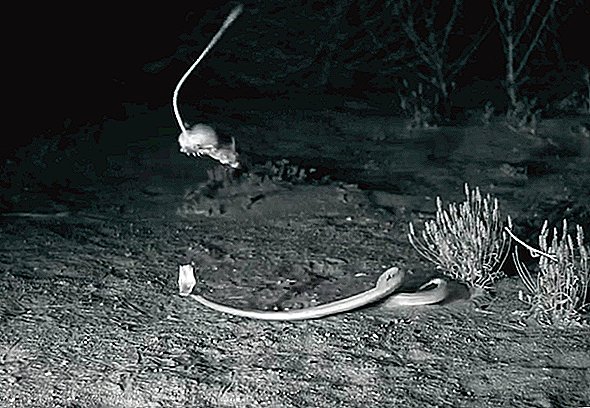 ニンジャラットドロップキック致命的なガラガラヘビのスローモーション動画