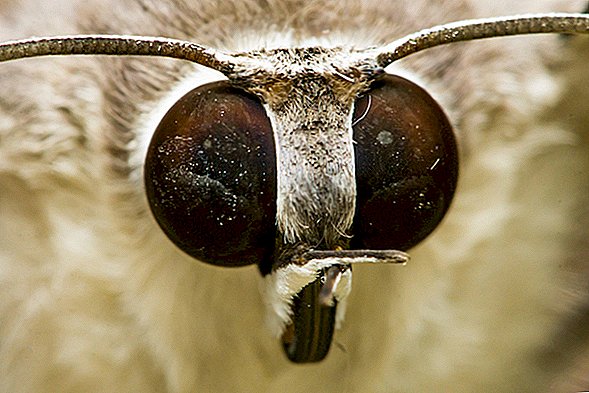 Nincs több vakító fény: a 'Moth Eye' okostelefon bevonat nem tükrözi a napfényt