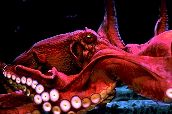 Octopussen kunnen blind worden omdat klimaatverandering zuurstof uit de oceaan zuigt