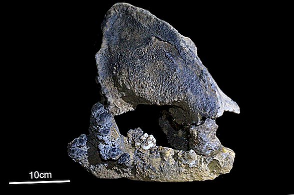 DNA cũ nhất từ ​​gấu trúc khổng lồ vừa được phát hiện trong một hang động ở Trung Quốc