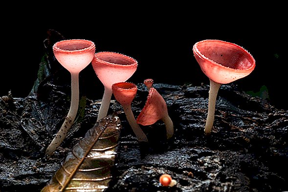 Los fósiles de hongos más antiguos pueden reescribir nuestra visión de cómo la vida dio el salto a la tierra