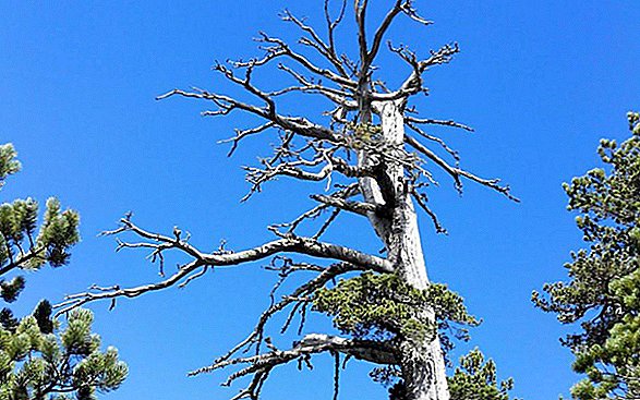 A árvore mais antiga conhecida na Europa está tendo um surto de crescimento