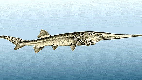 قد تكون واحدة من أكبر أسماك المياه العذبة في العالم أول انقراض رسمي لعام 2020
