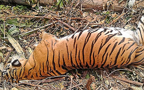 Yksi maailman harvimmista tiikereistä oli juuri tappanut sianloukun