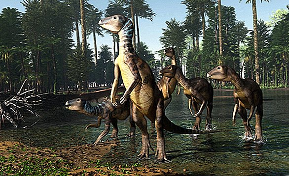 오팔이 가득 찬 화석은 아래에 살았던 소심한 공룡, 개 크기의 공룡을 보여준다