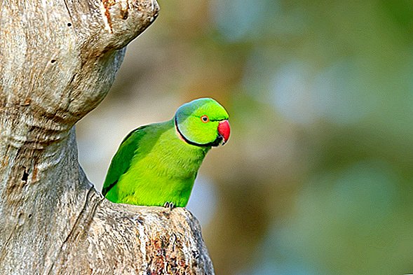 Opium-afhængige papegøjer terroriserer valmebønder i Indien