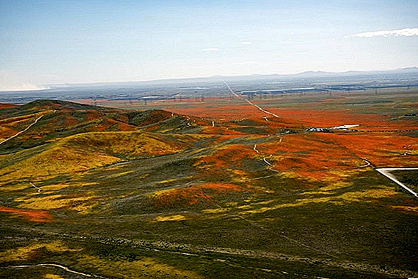 Orange Lush: Kaliforniens "Superbloom" begeistert aus der Luft