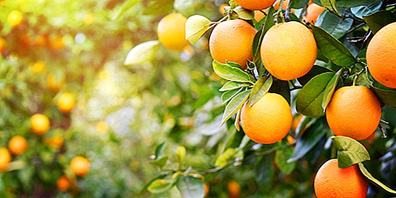Oranges: faits sur les agrumes vibrants