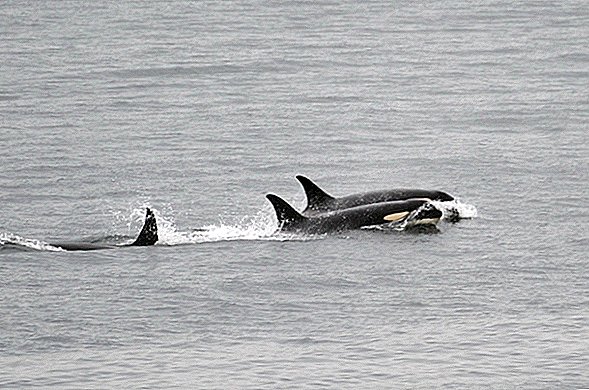 Orca Mother, que empujó su ternero muerto por 1,000 millas y 17 días, se muda
