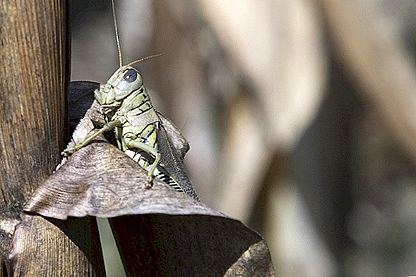 El Pentágono quiere hacer un ejército de insectos propagadores de virus. Los científicos están preocupados.