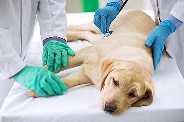 الكلب حيوان أليف مع الطاعون كشف أكثر من 100 عامل بيطري لهذا المرض