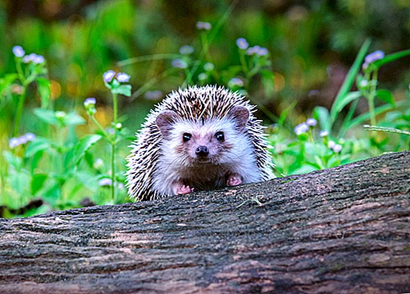 Pet Hedgehogs zijn de nieuwste bron van een salmonella-uitbraak