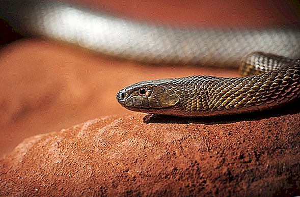 Evde beslenen hayvan yılan neredeyse genç öldürür: neden iç Taipan çok ölümcül