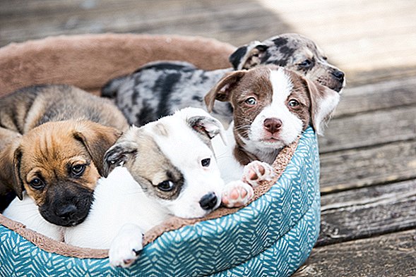 Кученца за домашни любимци, обвързани с ново огнище на бактерии, устойчиви на лекарства