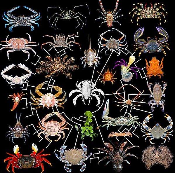 Bilder: Ancient Crab er det merkeligste du noen gang har sett