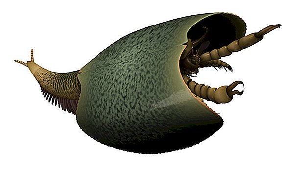 Fotos: Bicho marinho antigo tinha 50 pernas, 2 garras grandes