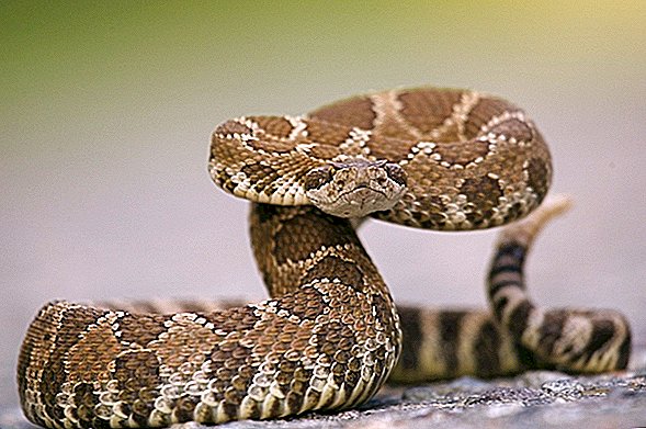 Fotos: Cómo identificar una serpiente de cascabel de Diamondback occidental