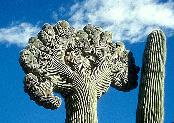 Photos: Dans le monde bizarre du cactus Saguaro huppé