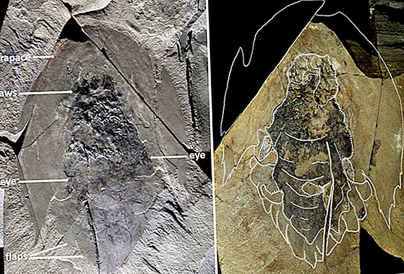 Fotografii: „Pradă de mileniu” prăbușit mări de o jumătate de miliard de ani în urmă