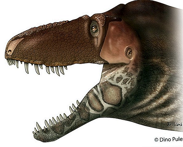 Fotografie: Novoobjavený tyrannosaur mal takmer 3-palcové dlhé zuby
