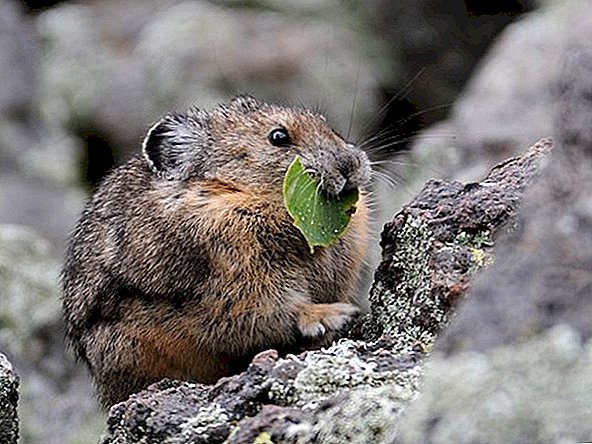Fotos des Pika, Nordamerikas süßestes Säugetier