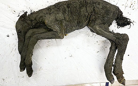 写真：完全に保存されたシベリアの永久凍土で発掘された赤ん坊の馬