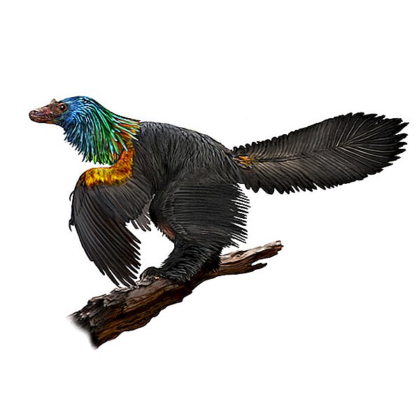 Fotos: Las plumas de este dinosaurio brillaron con iridiscencia