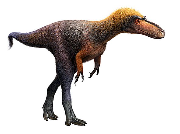 Foto: il piccolo dinosauro tirannosauro era grande quanto il cranio di T. Rex