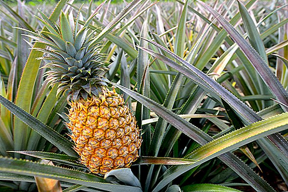 Ananas: Nährwertangaben und gesundheitliche Vorteile