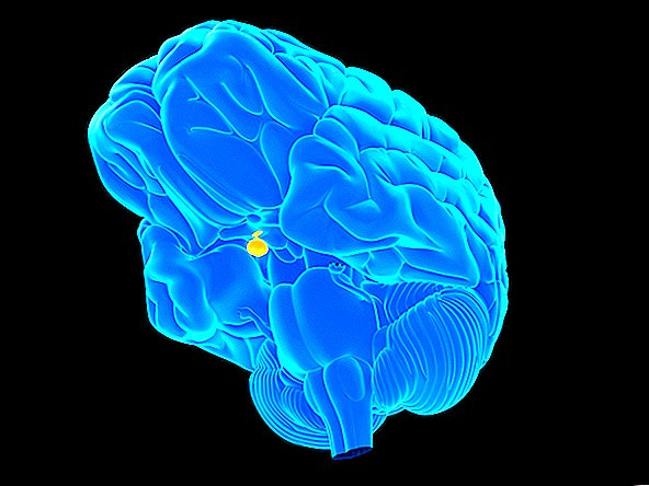 בלוטת יותרת המוח: עובדות, תפקוד ומחלות