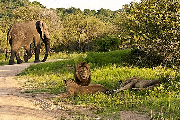 Bravolovca, ki so ga ubili Sloni, pojedli pa ga Lions v Južni Afriki