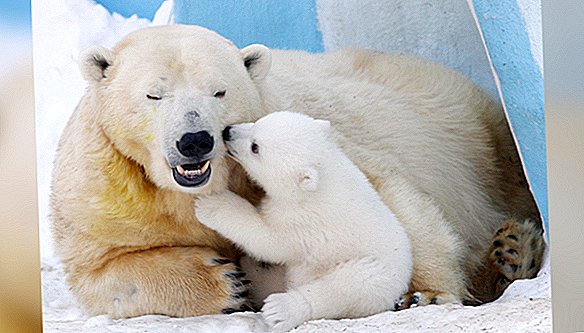 Fotografii cu ursul polar: fotografii uimitoare surprind icoanele Pământului cu privire la schimbările climatice